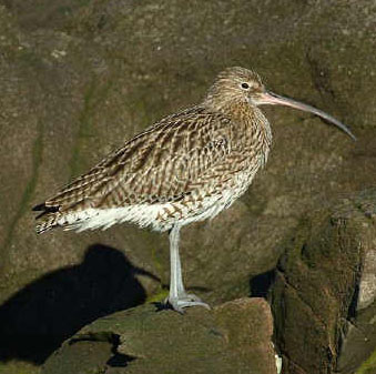 Curlew 