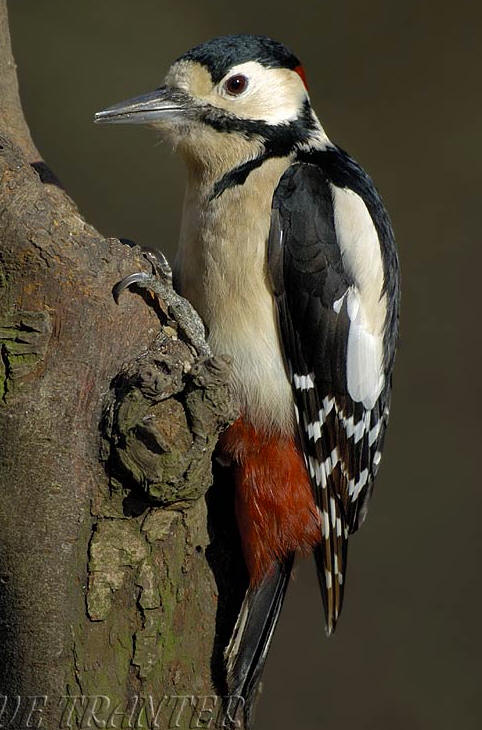 Grt Spotted Woodpecker 