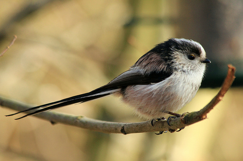 Long Tailed Tit 