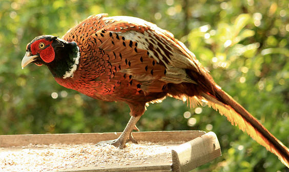 Pheasant 