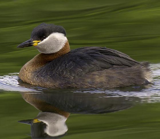 Red Necked Grebe 