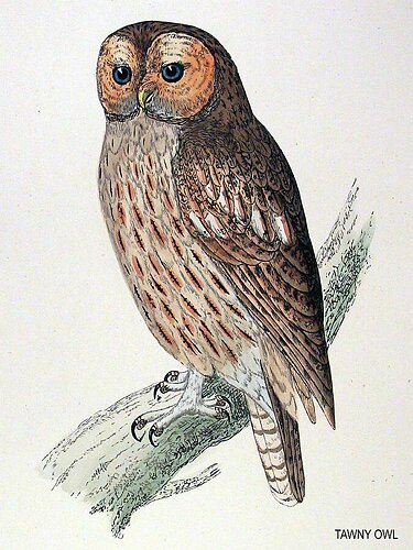 Tawny Owl 