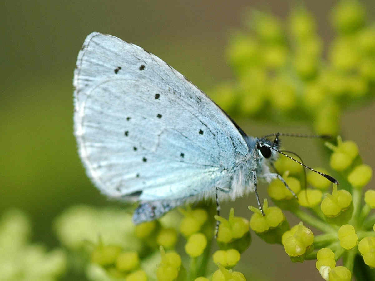 Holly Blue Butterfly