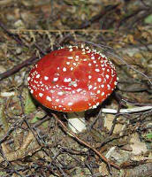 Fly Agaric