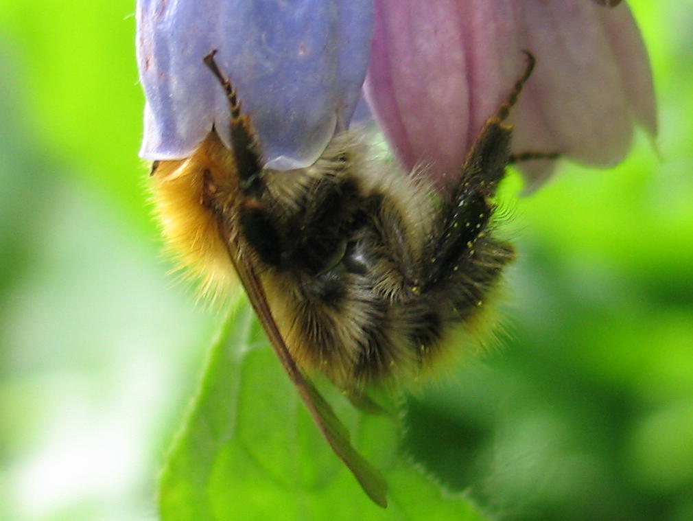 Bombus pascorum