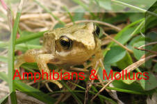 Back To Amphibians Molluscs