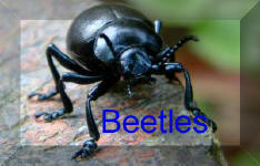 Back to Beetles