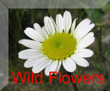 Back To Wild Flower Page