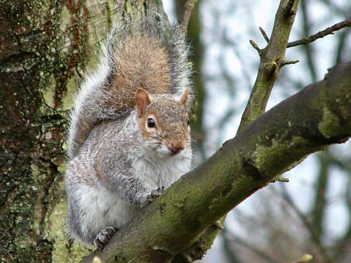 Grey Squirrel