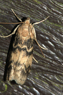 Ash-Bark longhorn