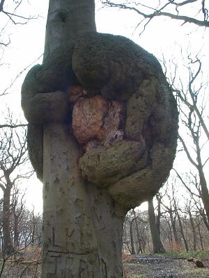 The Bear Tree
